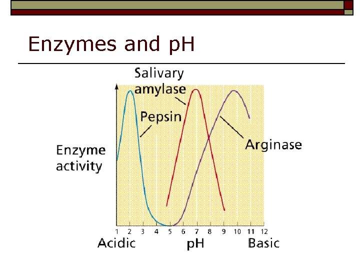 Enzymes and p. H 