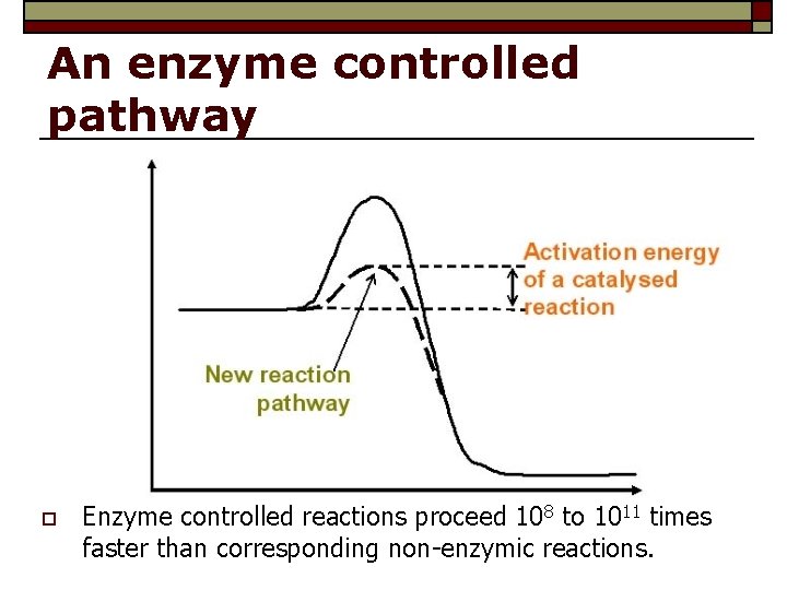 An enzyme controlled pathway o Enzyme controlled reactions proceed 108 to 1011 times faster An enzyme controlled pathway o Enzyme controlled reactions proceed 108 to 1011 times faster
