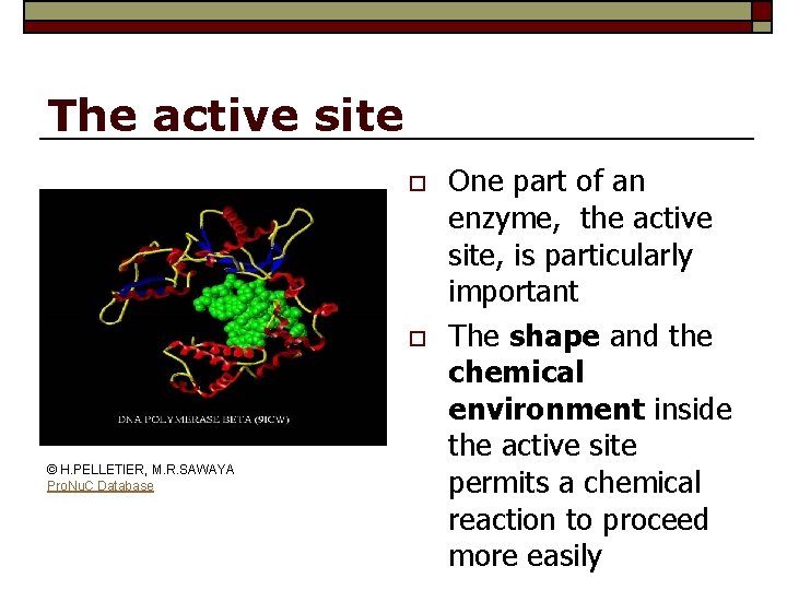 The active site o o © H. PELLETIER, M. R. SAWAYA Pro. Nu. C