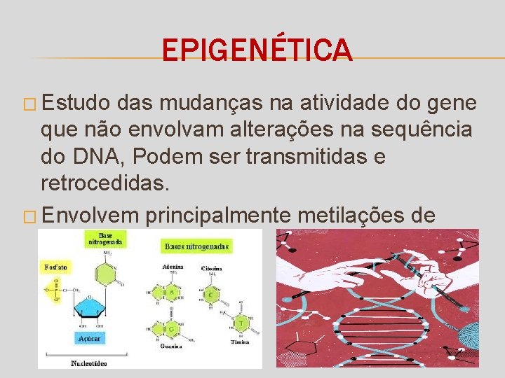 EPIGENÉTICA � Estudo das mudanças na atividade do gene que não envolvam alterações na