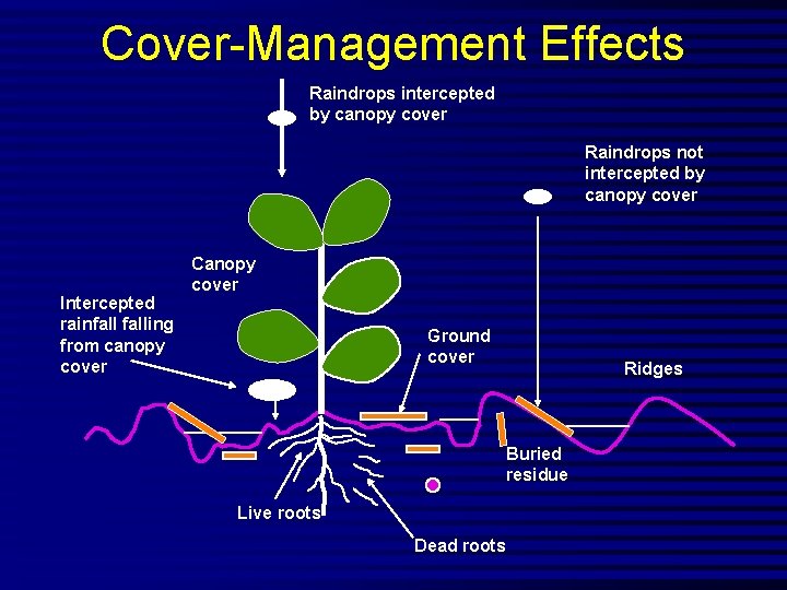 Cover-Management Effects Raindrops intercepted by canopy cover Raindrops not intercepted by canopy cover Intercepted