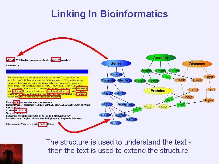 Linking In Bioinformatics The structure is used to understand the text then the text