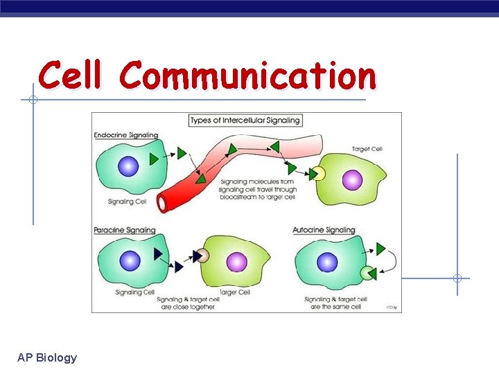 Cell Communication AP Biology 