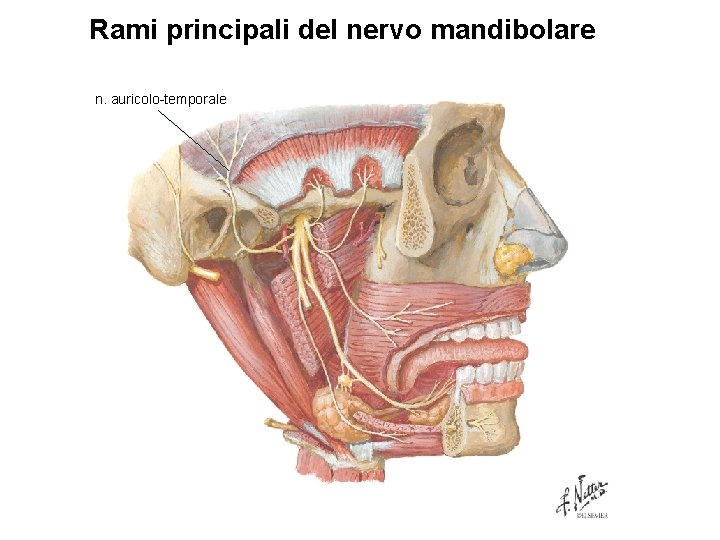 Rami principali del nervo mandibolare n. auricolo-temporale 