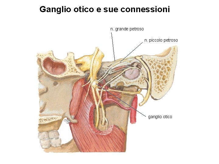 Ganglio otico e sue connessioni n. grande petroso n. piccolo petroso ganglio otico 
