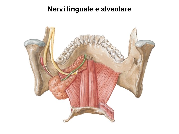 Nervi linguale e alveolare 