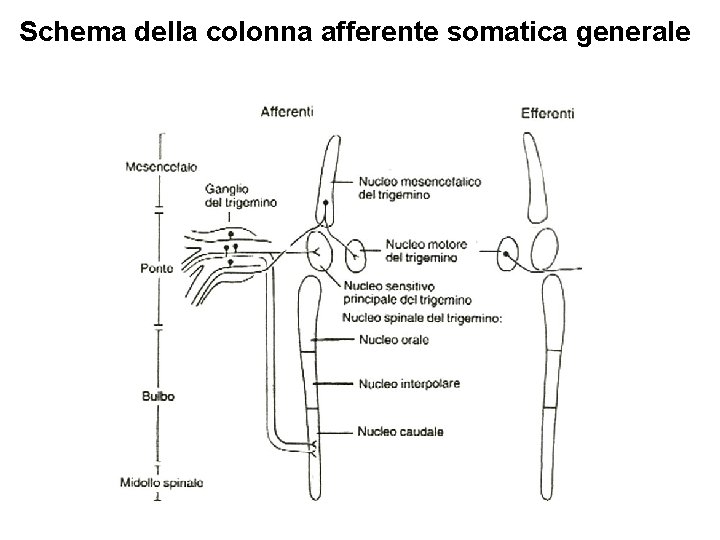 Schema della colonna afferente somatica generale 