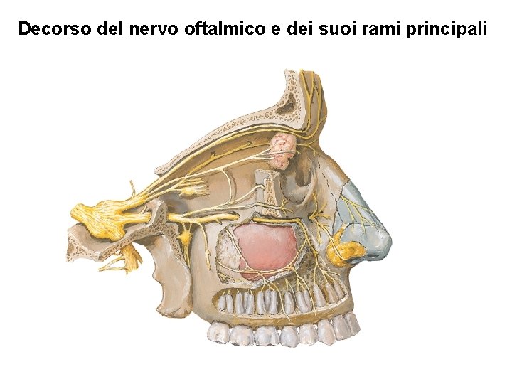 Decorso del nervo oftalmico e dei suoi rami principali 