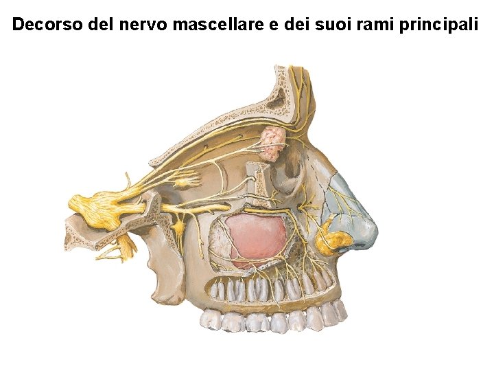 Decorso del nervo mascellare e dei suoi rami principali 