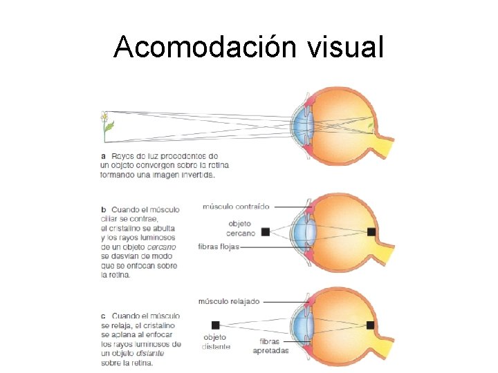 Acomodación visual 