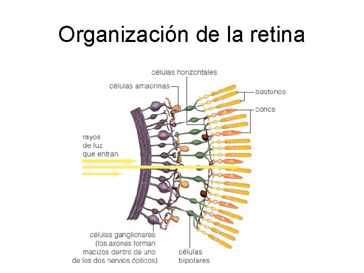 Organización de la retina 