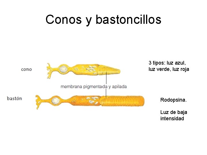 Conos y bastoncillos 3 tipos: luz azul, luz verde, luz roja Rodopsina. Luz de