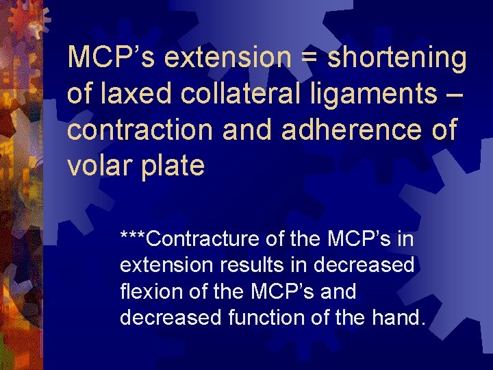 MCP’s extension = shortening of laxed collateral ligaments – contraction and adherence of volar MCP’s extension = shortening of laxed collateral ligaments – contraction and adherence of volar