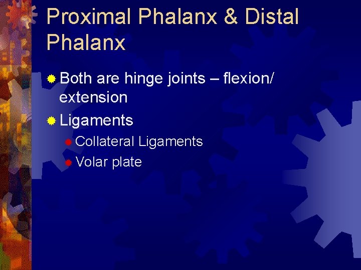 Proximal Phalanx & Distal Phalanx ® Both are hinge joints – flexion/ extension ® Proximal Phalanx & Distal Phalanx ® Both are hinge joints – flexion/ extension ®