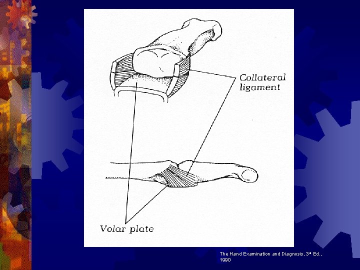 The Hand Examination and Diagnosis, 3 rd Ed. , 1990 The Hand Examination and Diagnosis, 3 rd Ed. , 1990