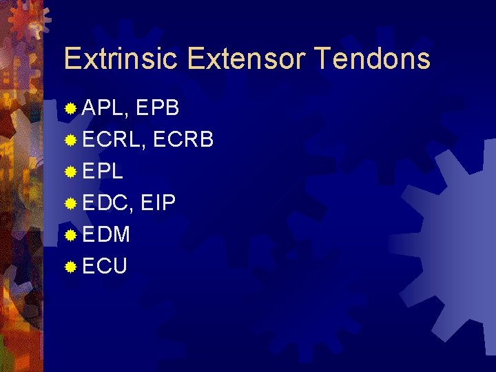 Extrinsic Extensor Tendons ® APL, EPB ® ECRL, ECRB ® EPL ® EDC, EIP Extrinsic Extensor Tendons ® APL, EPB ® ECRL, ECRB ® EPL ® EDC, EIP