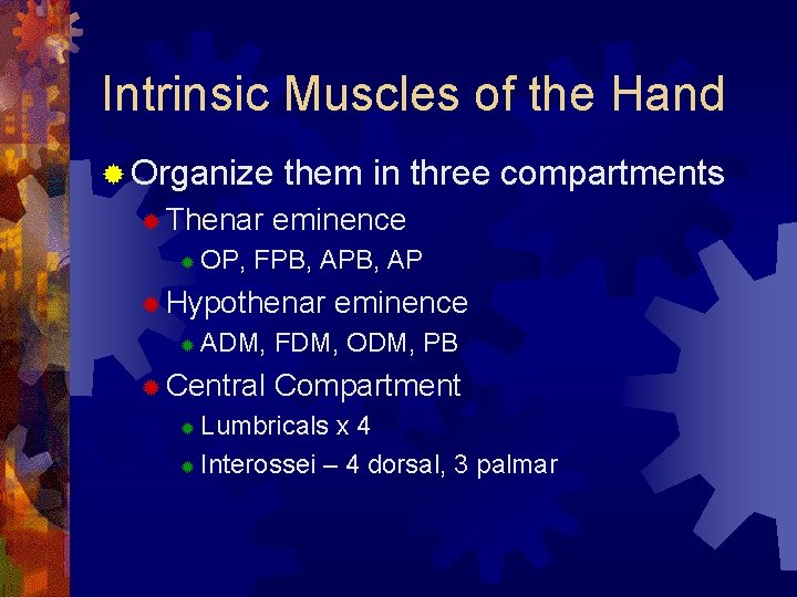 Intrinsic Muscles of the Hand ® Organize ® Thenar ® them in three compartments Intrinsic Muscles of the Hand ® Organize ® Thenar ® them in three compartments