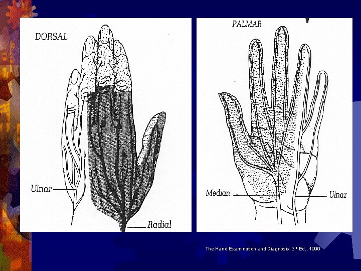 The Hand Examination and Diagnosis, 3 rd Ed. , 1990 The Hand Examination and Diagnosis, 3 rd Ed. , 1990
