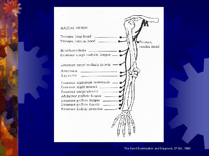 The Hand Examination and Diagnosis, 3 rd Ed. , 1990 The Hand Examination and Diagnosis, 3 rd Ed. , 1990