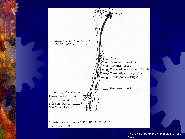 The Hand Examination and Diagnosis, 3 rd Ed. , 1990 The Hand Examination and Diagnosis, 3 rd Ed. , 1990