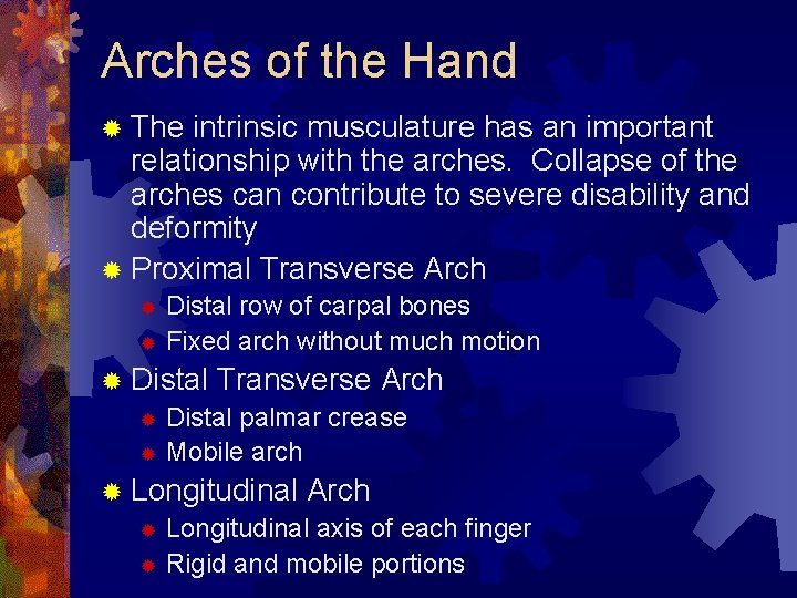 Arches of the Hand ® The intrinsic musculature has an important relationship with the Arches of the Hand ® The intrinsic musculature has an important relationship with the
