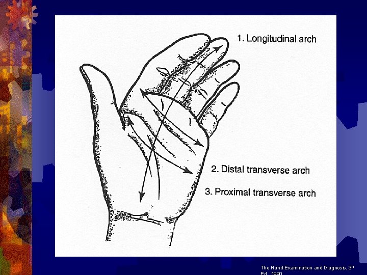 The Hand Examination and Diagnosis, 3 rd The Hand Examination and Diagnosis, 3 rd