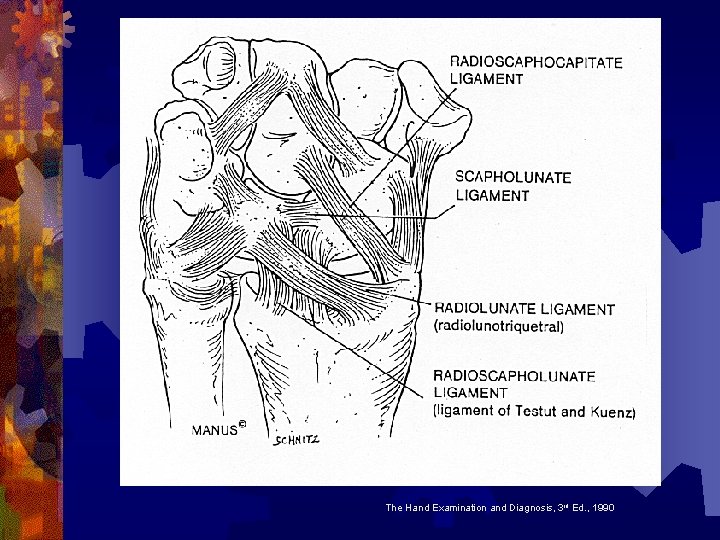 The Hand Examination and Diagnosis, 3 rd Ed. , 1990 The Hand Examination and Diagnosis, 3 rd Ed. , 1990
