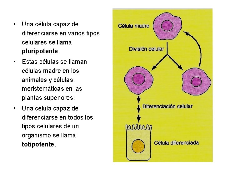  • Una célula capaz de diferenciarse en varios tipos celulares se llama pluripotente.