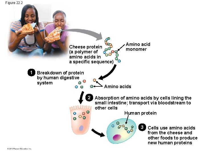 Figure 22. 2 Cheese protein (a polymer of amino acids in a specific sequence) Figure 22. 2 Cheese protein (a polymer of amino acids in a specific sequence)
