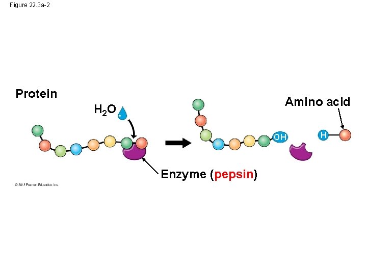 Figure 22. 3 a-2 Protein Amino acid H 2 O OH Enzyme (pepsin) H Figure 22. 3 a-2 Protein Amino acid H 2 O OH Enzyme (pepsin) H