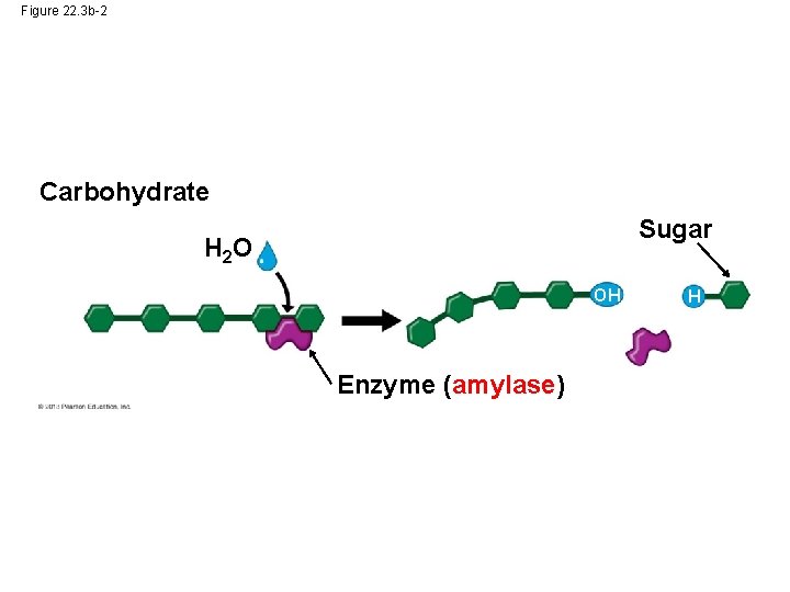 Figure 22. 3 b-2 Carbohydrate Sugar H 2 O OH Enzyme (amylase) H Figure 22. 3 b-2 Carbohydrate Sugar H 2 O OH Enzyme (amylase) H