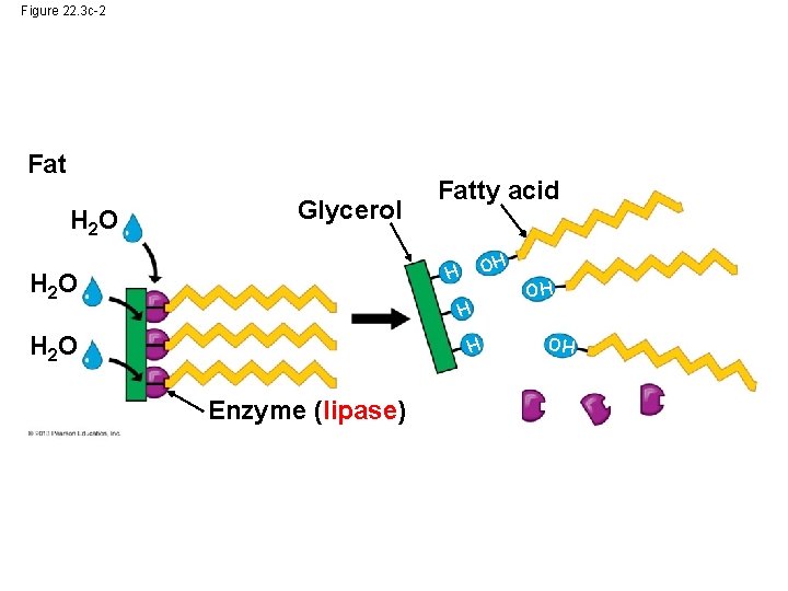 Figure 22. 3 c-2 Fat H 2 O Glycerol Fatty acid OH H H Figure 22. 3 c-2 Fat H 2 O Glycerol Fatty acid OH H H