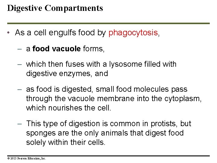 Digestive Compartments • As a cell engulfs food by phagocytosis, – a food vacuole Digestive Compartments • As a cell engulfs food by phagocytosis, – a food vacuole