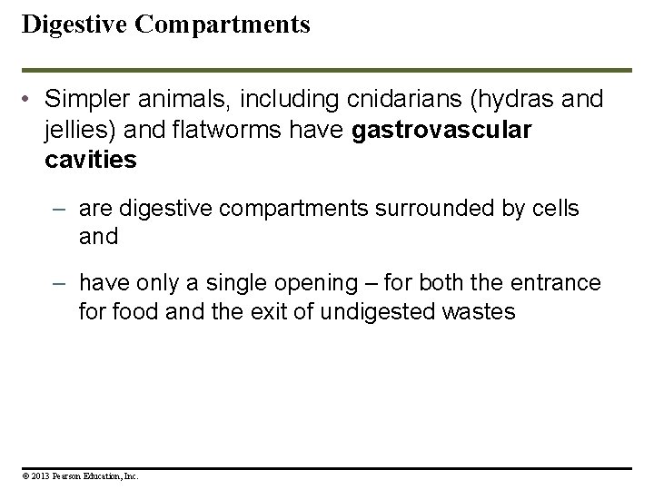 Digestive Compartments • Simpler animals, including cnidarians (hydras and jellies) and flatworms have gastrovascular Digestive Compartments • Simpler animals, including cnidarians (hydras and jellies) and flatworms have gastrovascular