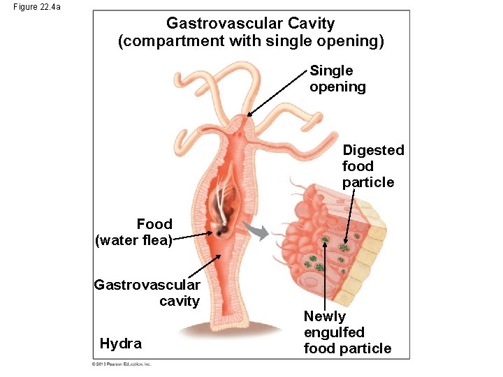 Figure 22. 4 a Gastrovascular Cavity (compartment with single opening) Single opening Digested food Figure 22. 4 a Gastrovascular Cavity (compartment with single opening) Single opening Digested food