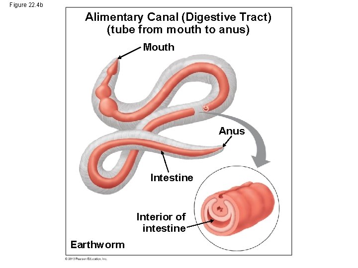 Figure 22. 4 b Alimentary Canal (Digestive Tract) (tube from mouth to anus) Mouth Figure 22. 4 b Alimentary Canal (Digestive Tract) (tube from mouth to anus) Mouth