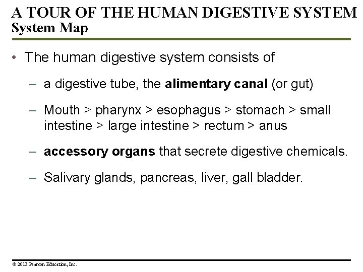 A TOUR OF THE HUMAN DIGESTIVE SYSTEM System Map • The human digestive system A TOUR OF THE HUMAN DIGESTIVE SYSTEM System Map • The human digestive system