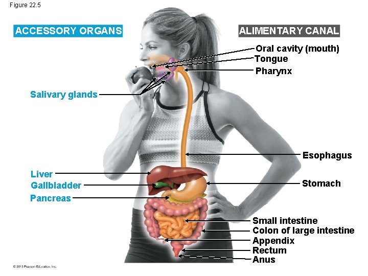 Figure 22. 5 ACCESSORY ORGANS ALIMENTARY CANAL Oral cavity (mouth) Tongue Pharynx Salivary glands Figure 22. 5 ACCESSORY ORGANS ALIMENTARY CANAL Oral cavity (mouth) Tongue Pharynx Salivary glands