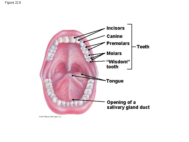 Figure 22. 6 Incisors Canine Premolars Teeth Molars “Wisdom” tooth Tongue Opening of a Figure 22. 6 Incisors Canine Premolars Teeth Molars “Wisdom” tooth Tongue Opening of a