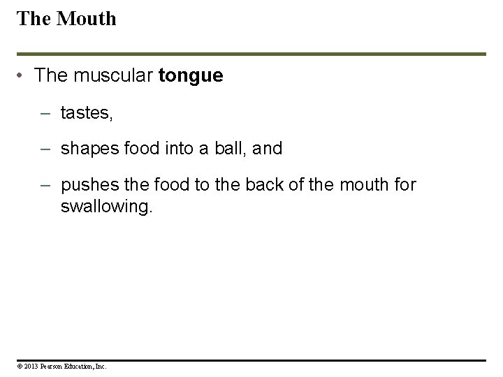 The Mouth • The muscular tongue – tastes, – shapes food into a ball, The Mouth • The muscular tongue – tastes, – shapes food into a ball,