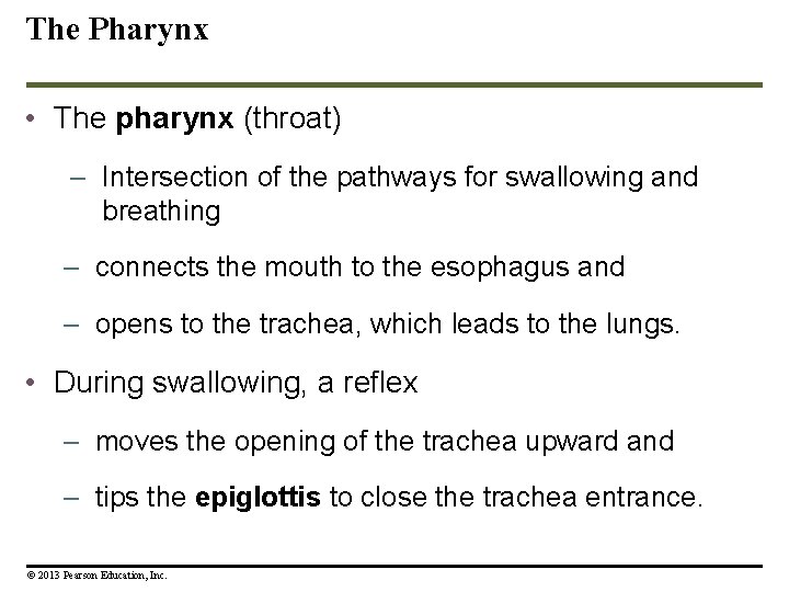 The Pharynx • The pharynx (throat) – Intersection of the pathways for swallowing and The Pharynx • The pharynx (throat) – Intersection of the pathways for swallowing and