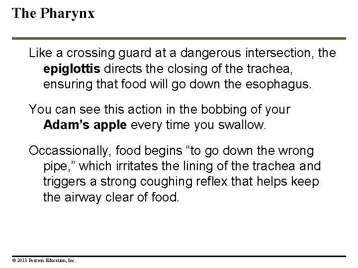 The Pharynx Like a crossing guard at a dangerous intersection, the epiglottis directs the The Pharynx Like a crossing guard at a dangerous intersection, the epiglottis directs the