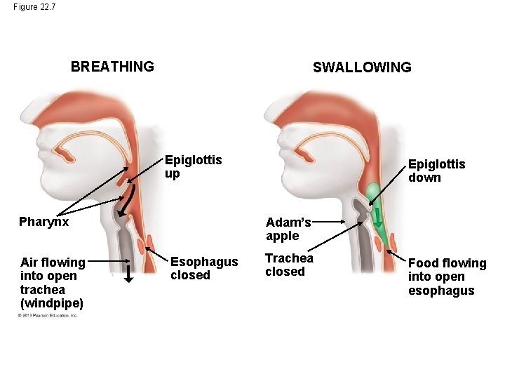 Chapter 22 Nutrition And Digestion Power Point Lectures