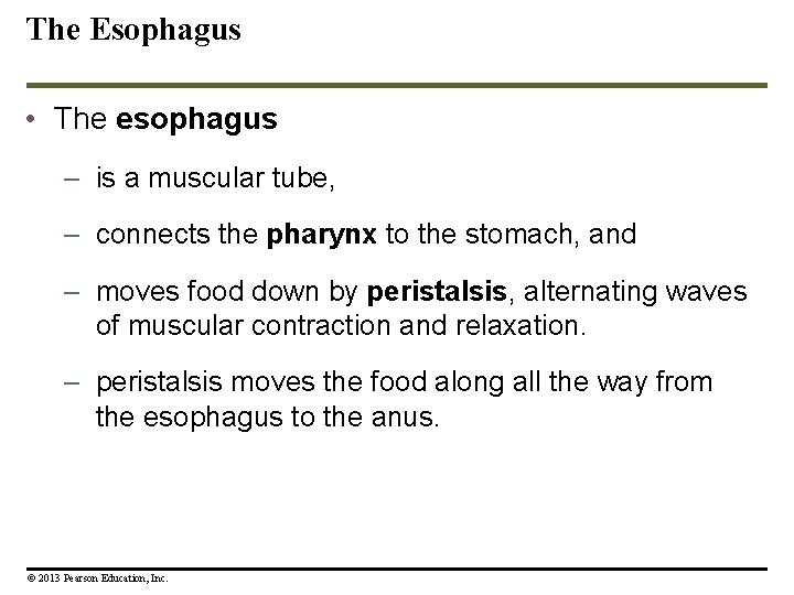 The Esophagus • The esophagus – is a muscular tube, – connects the pharynx The Esophagus • The esophagus – is a muscular tube, – connects the pharynx