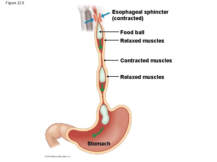 Figure 22. 8 Esophageal sphincter (contracted) Food ball Relaxed muscles Contracted muscles Relaxed muscles Figure 22. 8 Esophageal sphincter (contracted) Food ball Relaxed muscles Contracted muscles Relaxed muscles