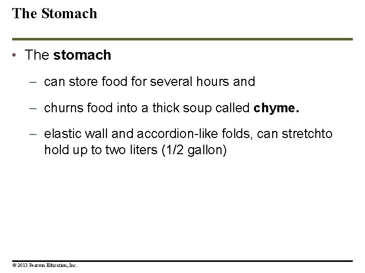 The Stomach • The stomach – can store food for several hours and – The Stomach • The stomach – can store food for several hours and –