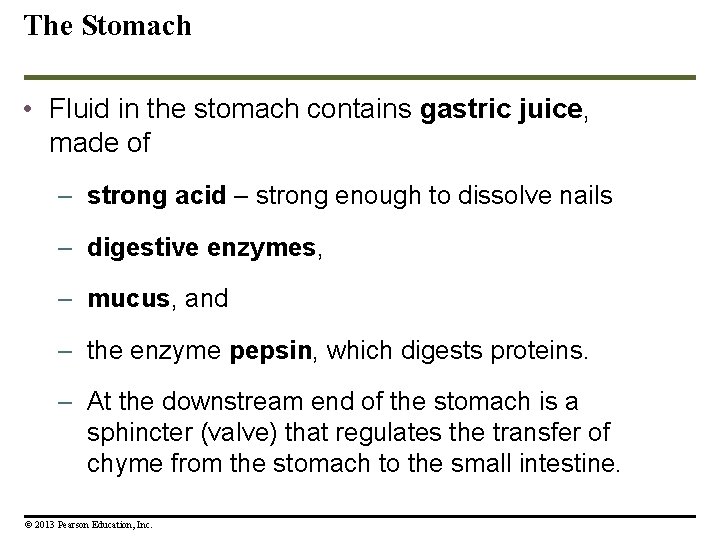 The Stomach • Fluid in the stomach contains gastric juice, made of – strong The Stomach • Fluid in the stomach contains gastric juice, made of – strong