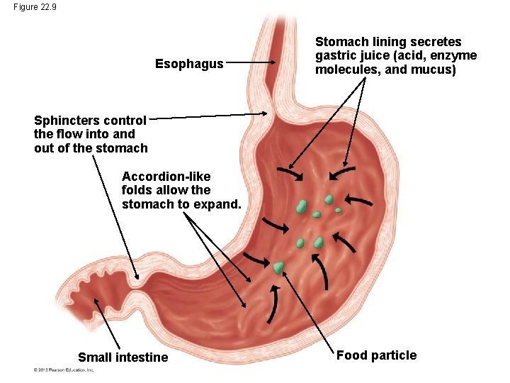 Figure 22. 9 Esophagus Stomach lining secretes gastric juice (acid, enzyme molecules, and mucus) Figure 22. 9 Esophagus Stomach lining secretes gastric juice (acid, enzyme molecules, and mucus)