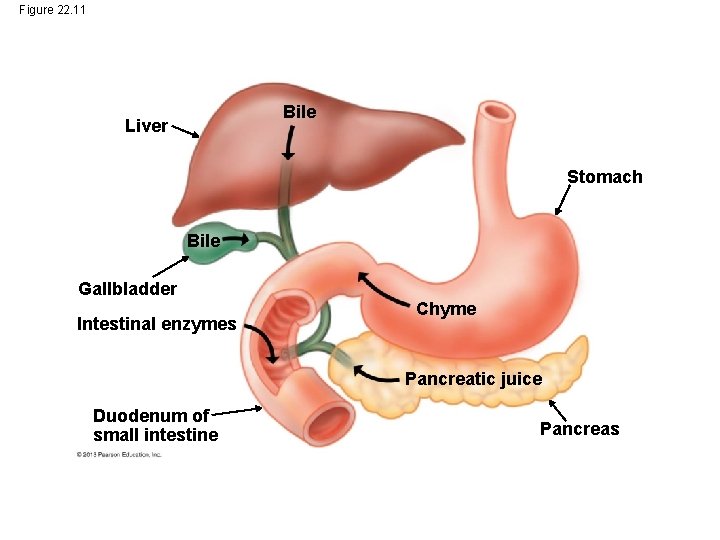Figure 22. 11 Bile Liver Stomach Bile Gallbladder Intestinal enzymes Chyme Pancreatic juice Duodenum Figure 22. 11 Bile Liver Stomach Bile Gallbladder Intestinal enzymes Chyme Pancreatic juice Duodenum