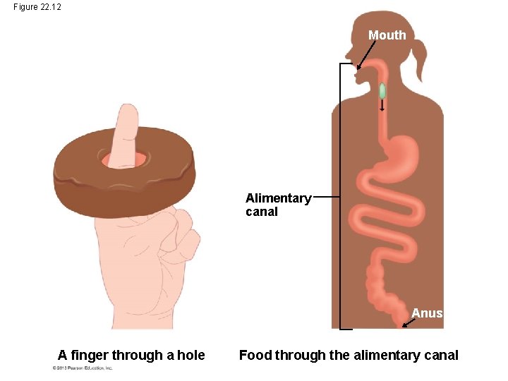 Figure 22. 12 Mouth Alimentary canal Anus A finger through a hole Food through Figure 22. 12 Mouth Alimentary canal Anus A finger through a hole Food through